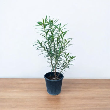 Oleander (Nerium Oleander) Plant